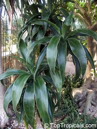 Image result for Dracaenaceae