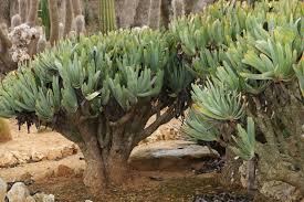 General care for aloe plicatilis fan aloe. Aloe Plicatilis