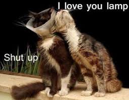 Cat I Love You Lamp Funny Pictures Animal Captions Funny Animals Funny Animal Memes