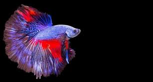 Cara bagi artemia pada anak ikan laga umur 5 ke 6 hari daun mahang untuk ikan laga. Cara Ternak Ikan Cupang Dari Memilih Induk Sampai Panen