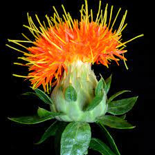 Carthamus Tinctorius Orange 1367 Rare Flowers Flowers Plant Cuttings
