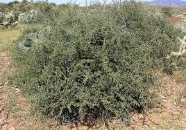 Image result for Lycium