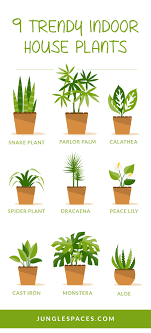 Maybe you would like to learn more about one of these? 9 Trendy Houseplants That Don T Need Direct Sunlight Jungle Spaces