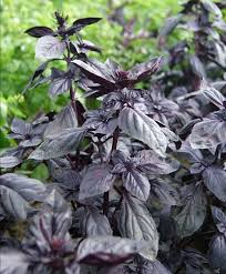 Red Freddy Genovese Basil This Deep Purple Basil Has The Same Great Genovese Taste We All Adore In The Classic Green Version Bu Basil Garden Herb Garden Basil
