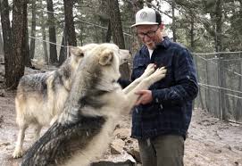 Colorado Wolf Sanctuary To Close Later This Month Lifestyle Gazette Com
