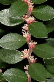 Image result for Myrsine africana