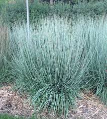 Image result for Schizachyrium jeffreysii