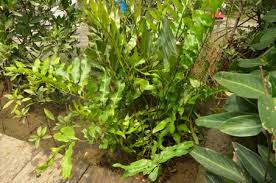 Image result for Acrostichum aureum