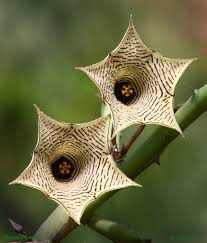 Image result for Huernia leachii