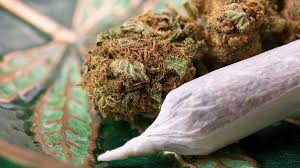 Image result for Marijuana