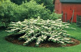 How To Grow Viburnums