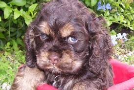 Purebred english cocker spaniel puppies & dogs for sale. Cocker Spaniels And Standard Poodles For Show Or Pet