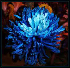 Why Is Mum So Blue Today Blue Mums Chrysanthemum Flower Plant Fungus