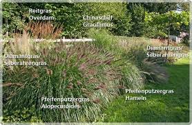Reitgras Ziergras Pfahlrohr Liebesgras Goldbartgras Waldschmiele Rohrglanzgras Blaustrandhafer Goldleistengras Plattahrengras Ziergras Gras Reitgras