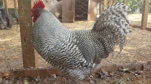 The white plymouth rock breed of chickens is part of the same group as barred plymouth rock. Plymouth Barred Rock Rooster Youtube