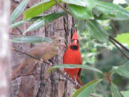 We did not find results for: Pictures Of Birds Cardinals Nesting Hubpages