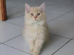 Wajahnya sedikit bulat, matanya kecil dan bulat. 4 Jenis Kucing Peranakan Persia