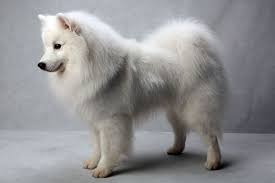 Miniature Black American Eskimo Dog Westminster S Best Of Breed Westminster Dog Show Miniature American Eskimo American Eskimo Dog
