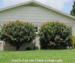 Image result for Jatropha campestris