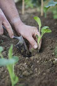 Brussels sprouts are a member of the cabbage and kale family, and they're just one more variation in terms of flavor and growth habit. How To Grow A Bounty Of Beautiful Brussels Sprouts
