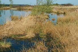 Photos, address, and phone number, opening hours, photos, and user reviews on yandex.maps. Habitat Of Coenagrion Armatum In The Jardelunder Moor Nature Reserve Download Scientific Diagram