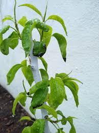 Maybe you would like to learn more about one of these? New Pear Trees With Black Edges On Leaves General Fruit Growing Growing Fruit