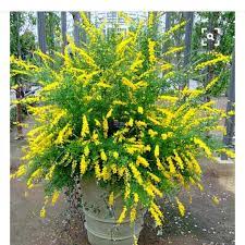 There are many species of closely related plants in the genera, cytisus r.l. Cytisus Racemosus Syn Genista Racemosa Sweet Broom In Gardentags Plant Encyclopedia