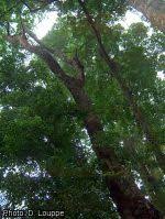 Image result for Ricinodendron