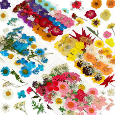 Jul 01, 2021 · tiruchi airport has been the scene of brisk freight exports to select overseas destinations, in a way despite the pandemic. Buy 146 Pcs Real Natural Dried Pressed Flowers For Resin Dry Flower Bulk Natural Herbs Kit For Candle Epoxy Resin Soap Making Scrapbooking Diy Art Crafts Painting Online In Turkey B094blcyds