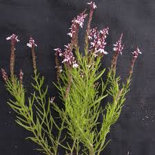 Image result for Striga linearifolia