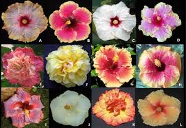 Image result for Hibiscus tridactylites
