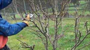 We did not find results for: Pruning Nashi Pears To Induce Fruiting Buds And Contain Heights Grafting Fruit Trees Tree Pruning Flowering Pear Tree