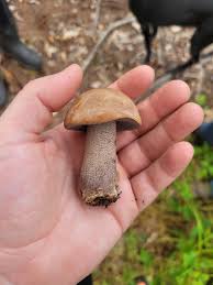 Image result for Sutorius eximius