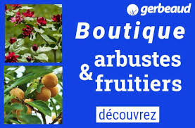 Sirop De Menthe Maison Recette En 2020 Sirop De Menthe Maison Sirop De Menthe Arbuste Fruitier