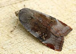 Image result for Noctua interjecta