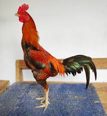 Gambar ayam ninja hd download now jenis jenis ayam petarung trah ninj. Pukul Maksimal Dan Tepat Inilah 6 Cara Merawat Dan Melatih Ayam Birma Phama Dan Mangon Majalah Ayam