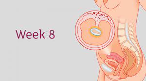 8 Weeks Pregnant All You Need To Know Tommy S