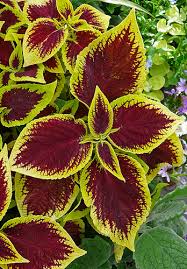 18 plants that don't need sun | proflowers. Easy Low Maintenance Garden Flowers Simplemost