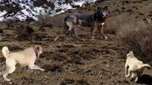 Kangal Attack The Giant Black Wolf Youtube