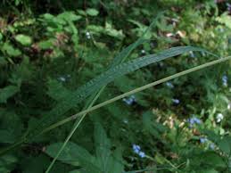 Image result for Poa schimperiana