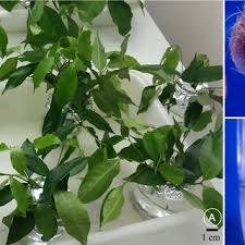 Image result for Sericanthe leonardii