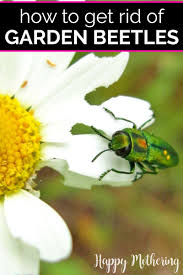 How To Get Rid Of Garden Beetles In 2020 How To Get Rid Growing Gardens Companion Planting