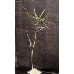 Image result for Monadenium spinulosum