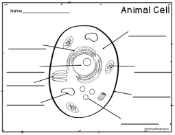 Maybe you would like to learn more about one of these? Plant And Animal Cells Color And Label Parts By Rulers And Pan Balances