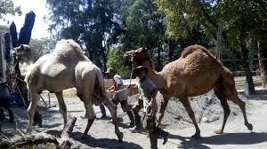 Ayuk seru seruan bermain air di cokro tulung klaten go trip indonesia. Yuk Ngabuburit Sambil Nikmati Sensasi Naik Unta Di Kebun Binatang Yogyakarta Okezone Travel