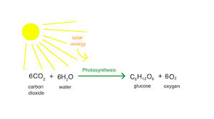 How many atp molecules are made from one single glucose molecule?please subscribe for more content and comment below to let me know what you think! Intro To Photosynthesis Article Khan Academy