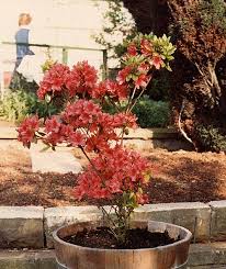 An azalea shrub needs some care but is not high maintenance. Azalea Wikipedia