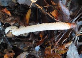 Image result for Mutinus caninus