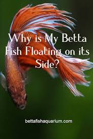 Pin On Betta Facts