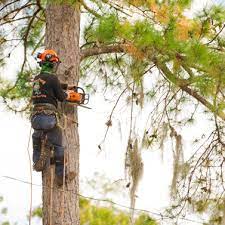 Dollar tree store at newberry square in gainesville, fl. Arborists In Gainesville Fl Skyfrog Tree Service
